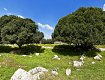 Il bosco di Birribaida, riserva di caccia di Federico II, dal sito www.provincia.trapani.it